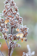 Fototapeta premium Autumn leaves on a branch in frost needles in the morning.