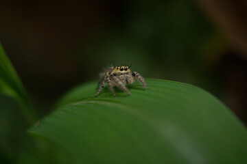 spider on a leaf 