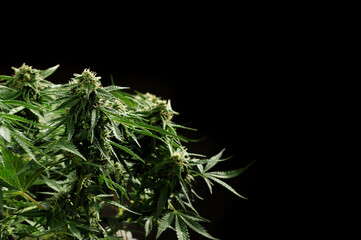 Blooming weed bush. Fresh marijuana varietal plant on black background. Hemp cultivating, indoor growing concept. Strain LSD.
