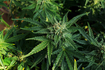 Blooming cannabis buds with trichomes. Fresh marijuana varietal bush, flat lay, top view. Hemp...