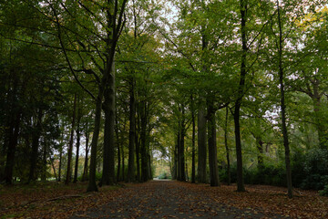 Green forest with a brown blanket of fallen leafs. Beautiful/romantic alley  through forest.