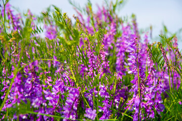 V&iacute;cia cr&aacute;cca