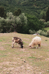 Valleriana