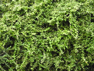 Thick nature green background. Fresh Plants growing. Beautiful Backdrop.	