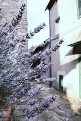 Valleriana