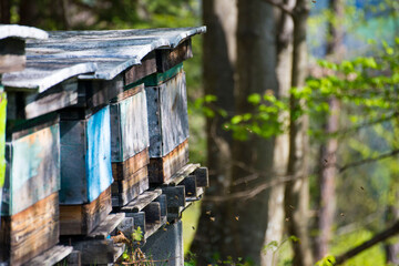 bee house 