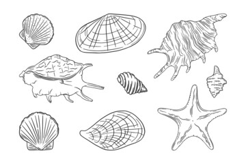 Seashells set with starfish, scallop, oyster and other seafood. Shells isolated in white background. Sketch ector illustration