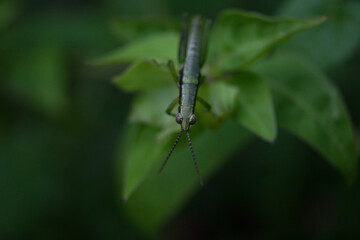 grasshopper on a leaf