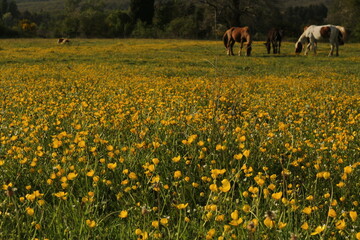 Paesaggio 