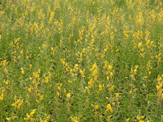 Sun Hemp Plants farming, Yellow color flowers, Agriculture Field.