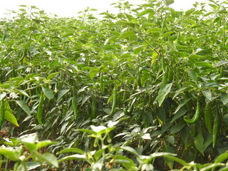 Chilli plant farming, vegetable growing