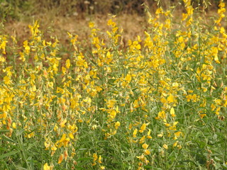 Sun Hemp Plants farming, Yellow color flowers, Agriculture Field.