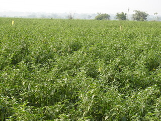 Chilli plant farming, vegetable growing