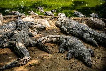 Mugger Or Marsh Crocodile Living At The Madras Crocodile Bank Trust and Centre for Herpetology, ECR Chennai, Tamilnadu, South India