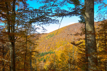forest with beeches trees in autumn
