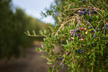 Olive fruits on a branch.Fruits grown on the olive tree