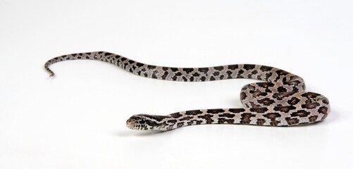 Corn snake // Kornnatter (Pantherophis guttatus)