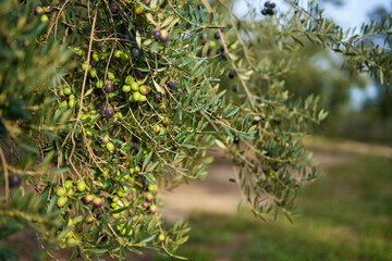 Olive fruits on a branch.Fruits grown on the olive tree