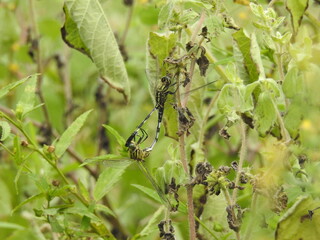 well camouflaged Dragonfly resting on a twig	