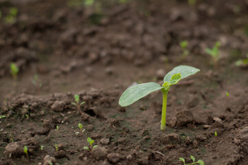 cucumber sprout on the ground background