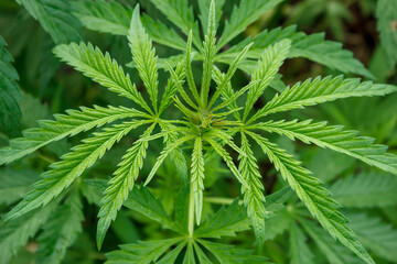 Fototapeta na wymiar fresh juicy green hemp grows in a bush. marijuana branch