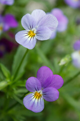 Fototapeta premium purple violet with buds blooms on a sunny meadow. flower closeup