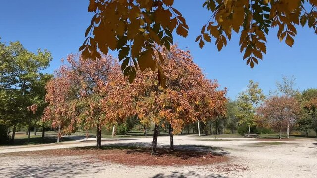El arbol de oto&ntilde;o
