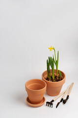 two clay pots with daffodils and a wooden rake and shovel on a white background with a place for the signature