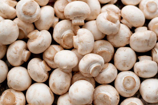 mushrooms mushrooms on the table solid background