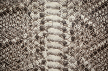 Skin reptile white crocodile skin texture snake background close-up