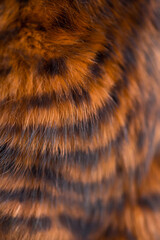 Beautiful striped fur close-up. Texture of red wool.