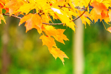 Autumn Orange/Red Maple Tree