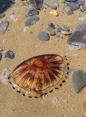 shell on the beach