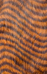 Beautiful striped fur close-up. Texture of red wool.