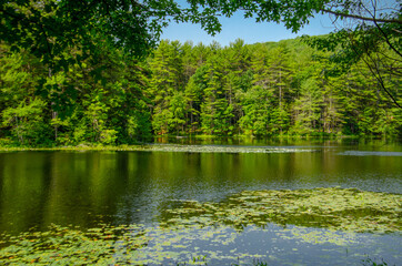 Fototapeta na wymiar Lily Pad Lake with Green Trees