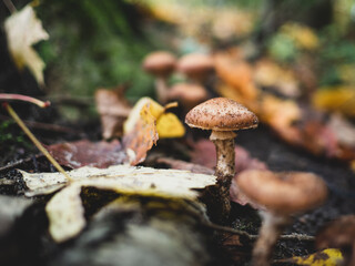Mushroom in Gatineau Park
