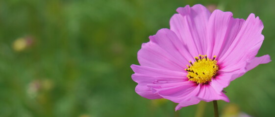 Fototapeta premium 風に揺れる秋桜6