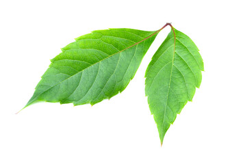 Obraz premium A leaf from a tree isolated on a white background