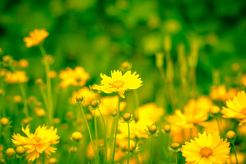 Background of yellow flowers. Summer soothing background in the garden