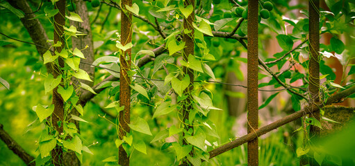 Climbing plants on an old metal fence