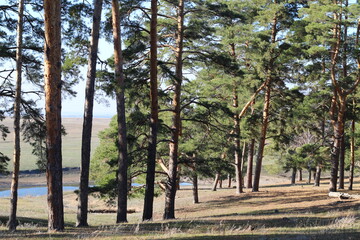 Obraz premium pine trees in the autumn forest