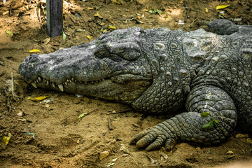 Mugger Or Marsh Crocodile Living At The Madras Crocodile Bank Trust and Centre for Herpetology, ECR Chennai, Tamilnadu, South India