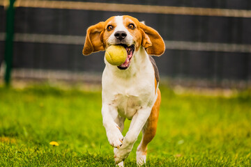 Beagle dog run outside towards the camera with colorful toy. Sunny day dog fetching a toy.