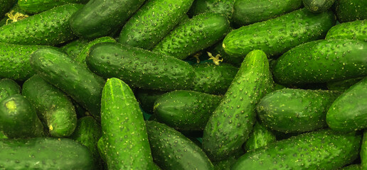 Fresh green cucumber texture or pattern, high quality. Healthy food concept photo