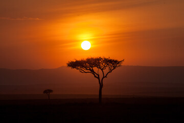 Fototapeta na wymiar Beautiful African sunset with an umbrella acacia tree in the savanna