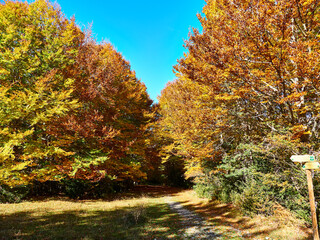Fototapeta premium Selva Irati en Otoño