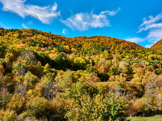 Selva Irati en Otoño