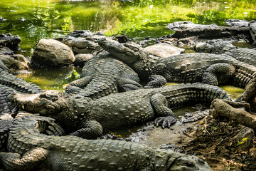 Mugger Or Marsh Crocodile Living At The Madras Crocodile Bank Trust and Centre for Herpetology, ECR Chennai, Tamilnadu, South India