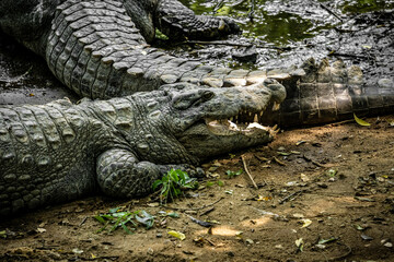 Mugger Or Marsh Crocodile Living At The Madras Crocodile Bank Trust and Centre for Herpetology, ECR Chennai, Tamilnadu, South India