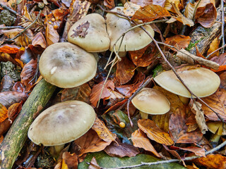 Setasen la  Selva de Irati en Otoño